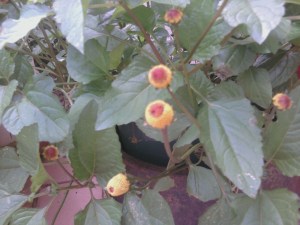 Szechuan buzz buttons